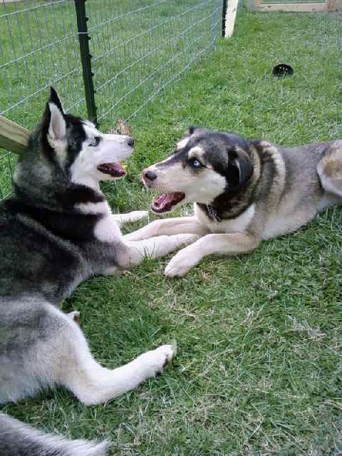 Jenny and Maya Jenny and Maya playing